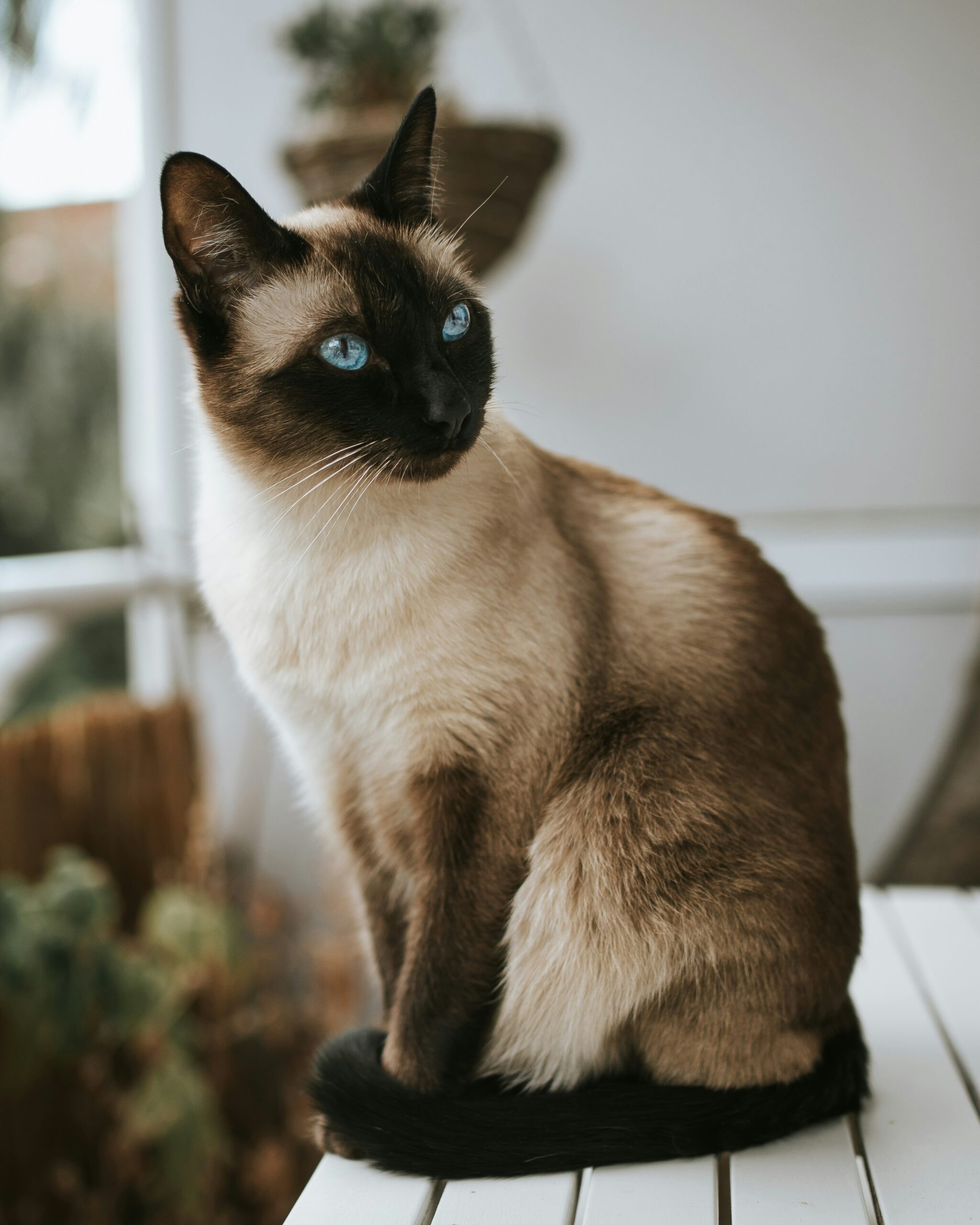 blood in cat urine