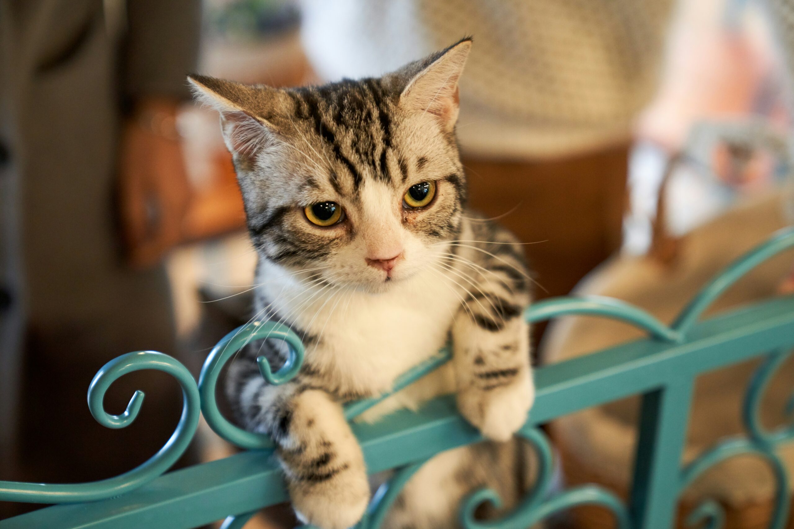 when do cats stop growing
