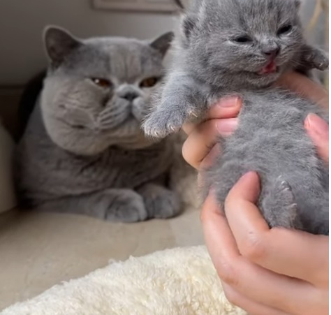 Everything You Need to Know About the British Shorthair History Trait, and Tips for 2024