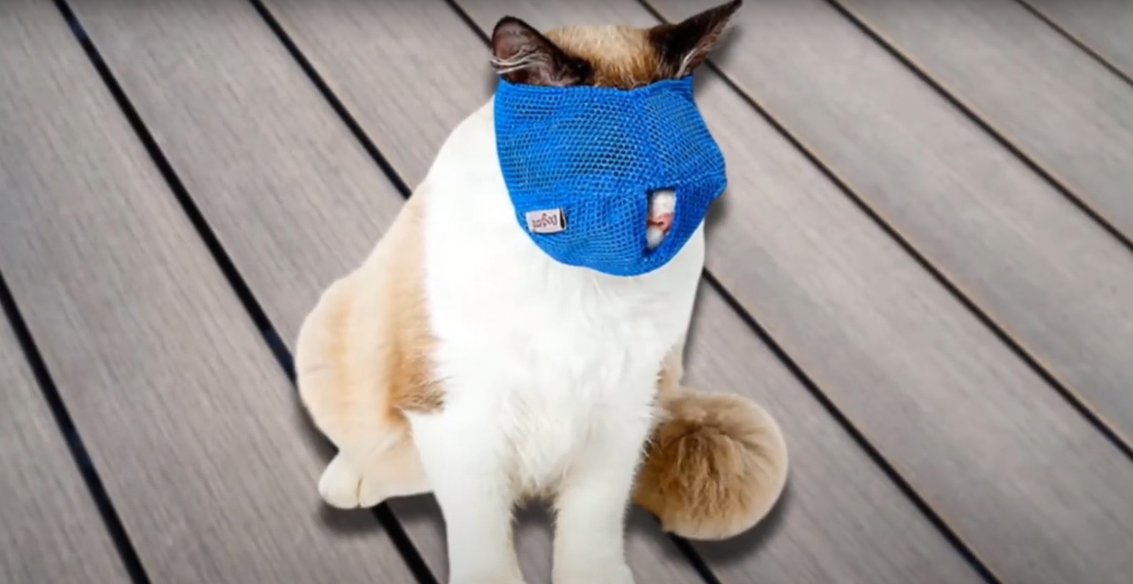 cat muzzle