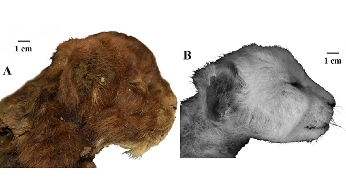 mummified saber toothed cat
