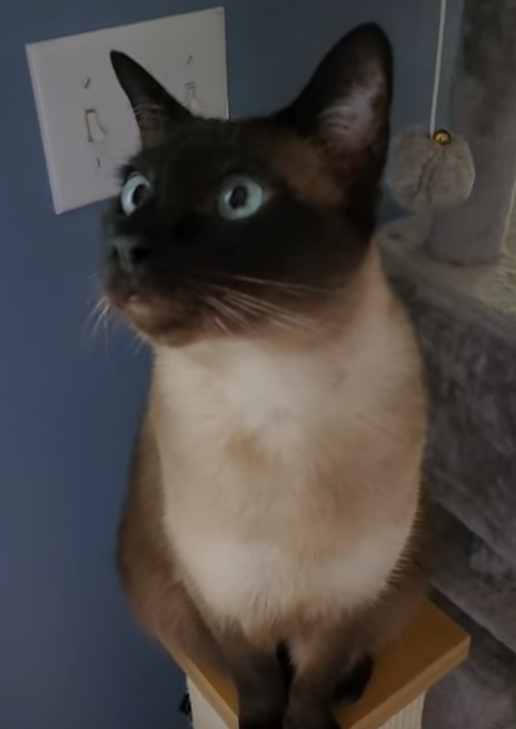 eal point siamese
