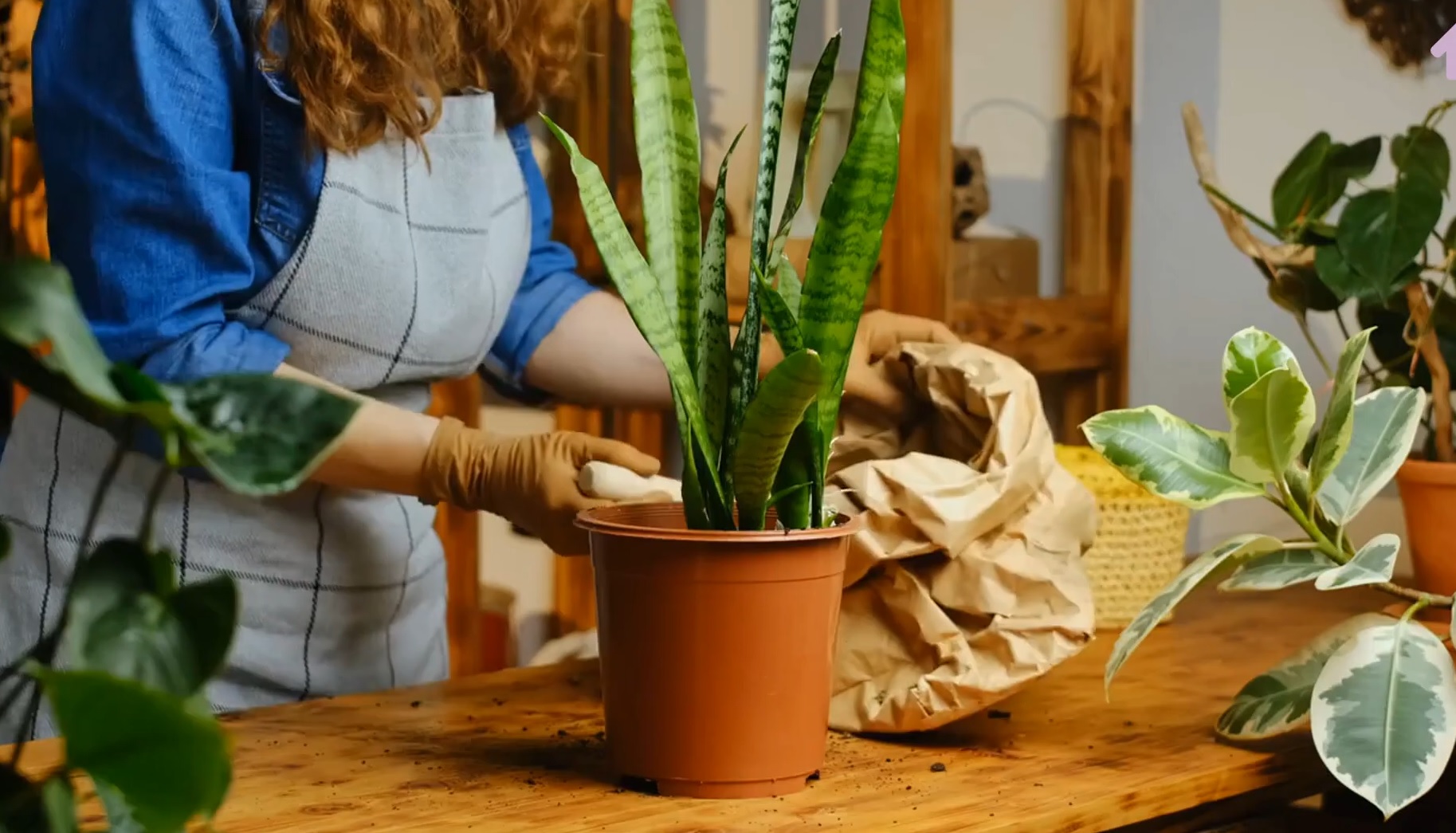 Are snake plants toxic to cats