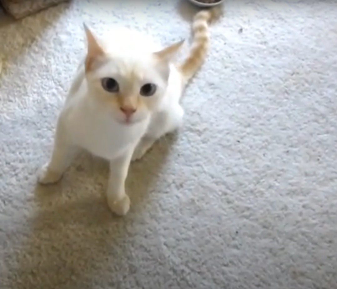 flame point siamese