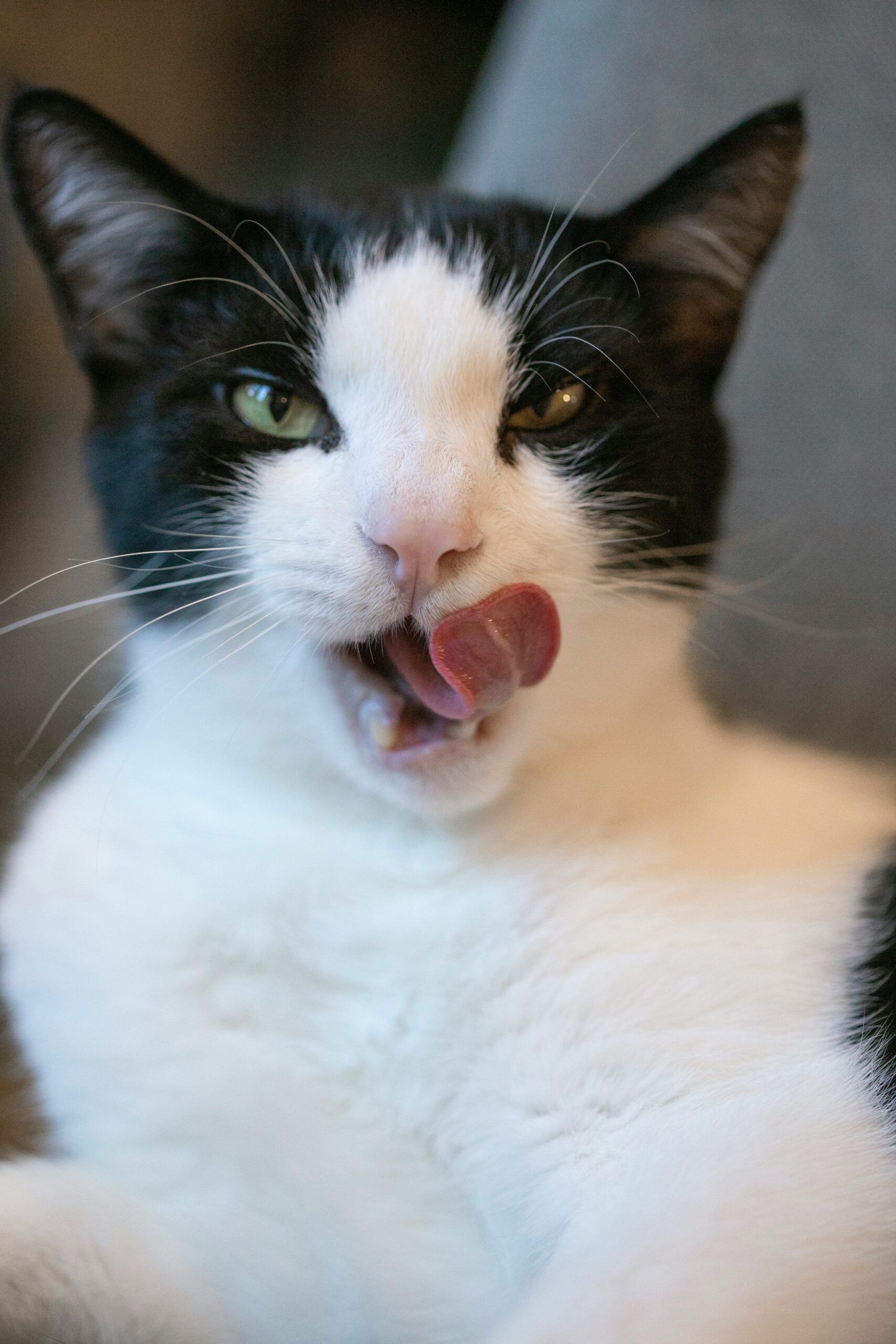 why does my cat lick me