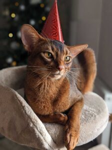 Abyssinian cat Abyssinian cat