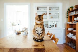 American Bobtail cat American Bobtail cat