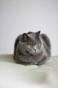 British Shorthair cat British Shorthair cat