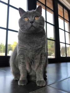 Chartreux cat Chartreux cat