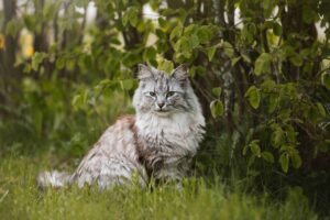 Norwegian Forest Cat Norwegian Forest Cat