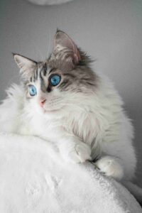 Ragdoll cat Ragdoll cat