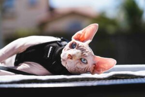 Sphynx cat Sphynx cat