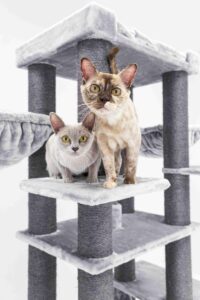 Tornado Cat (Burmese) Tornado Cat (Burmese)