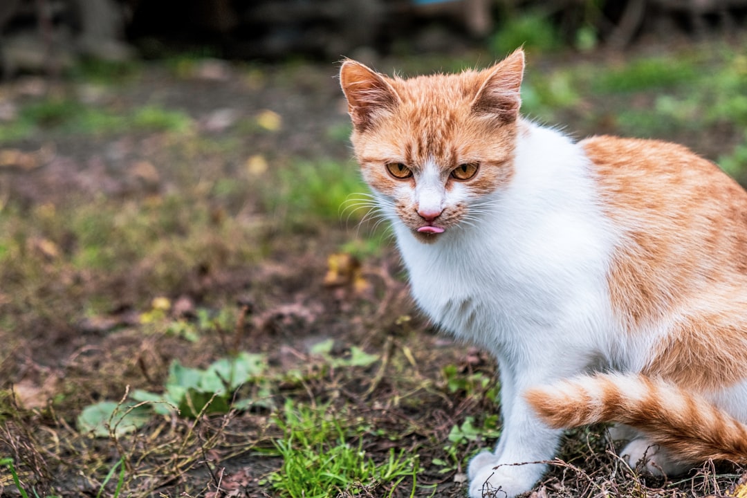a street cat named bob a street cat named bob