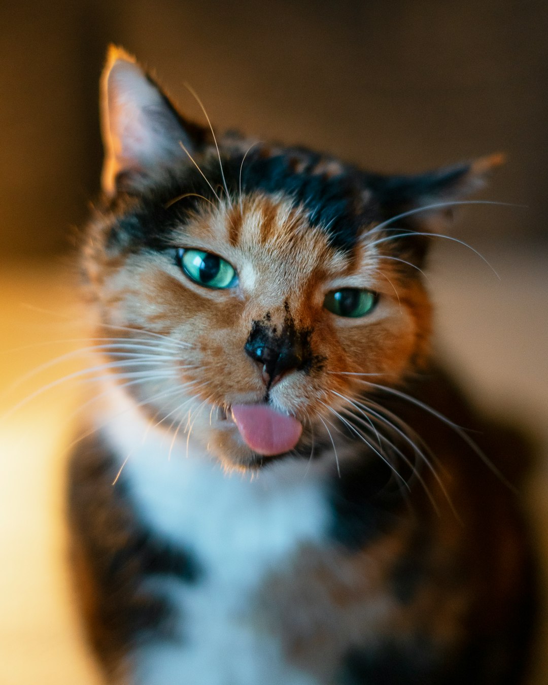 a street cat named bob a street cat named bob