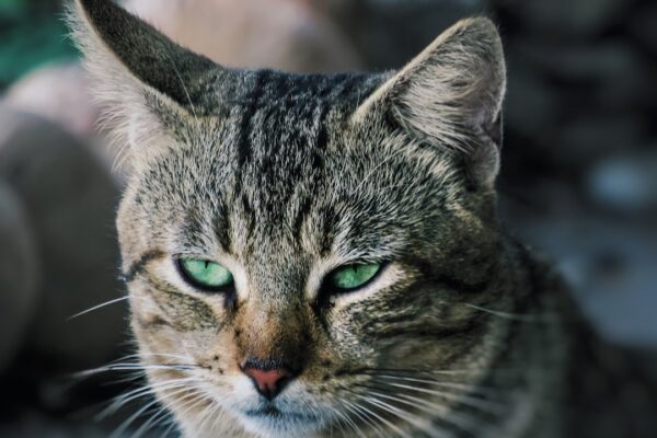 All About the Orange Kitten: Care Tips and Personality Insights