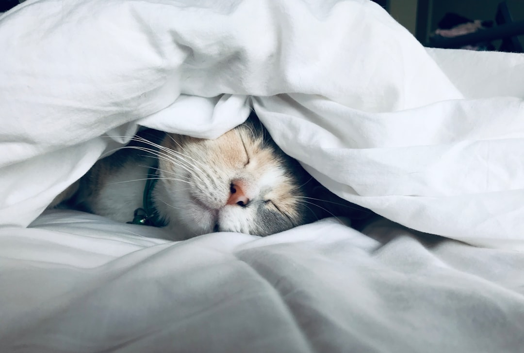 are orchids toxic to cats are orchids toxic to cats