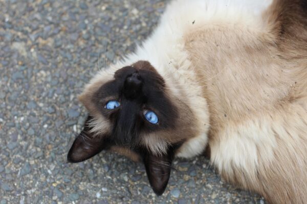 Best Canned Cat Food: Top Recommendations for Your Cat's Diet