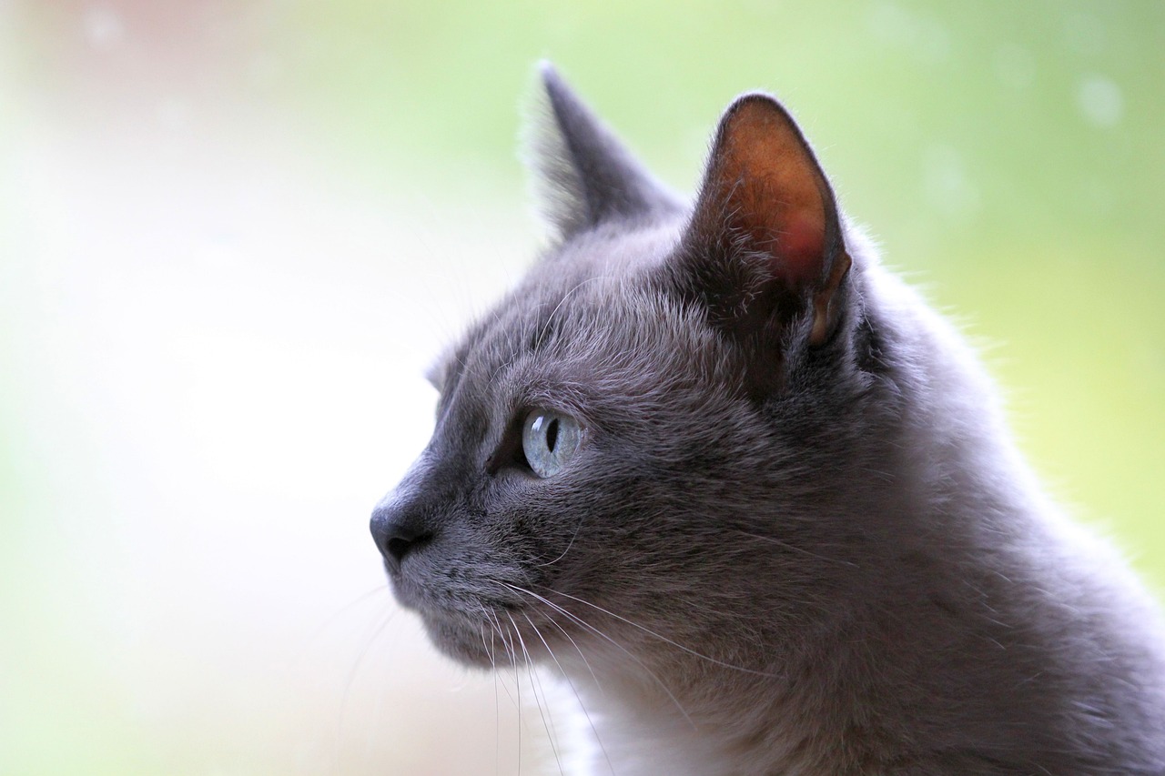 Best Cat Breeds Best Cat Breeds