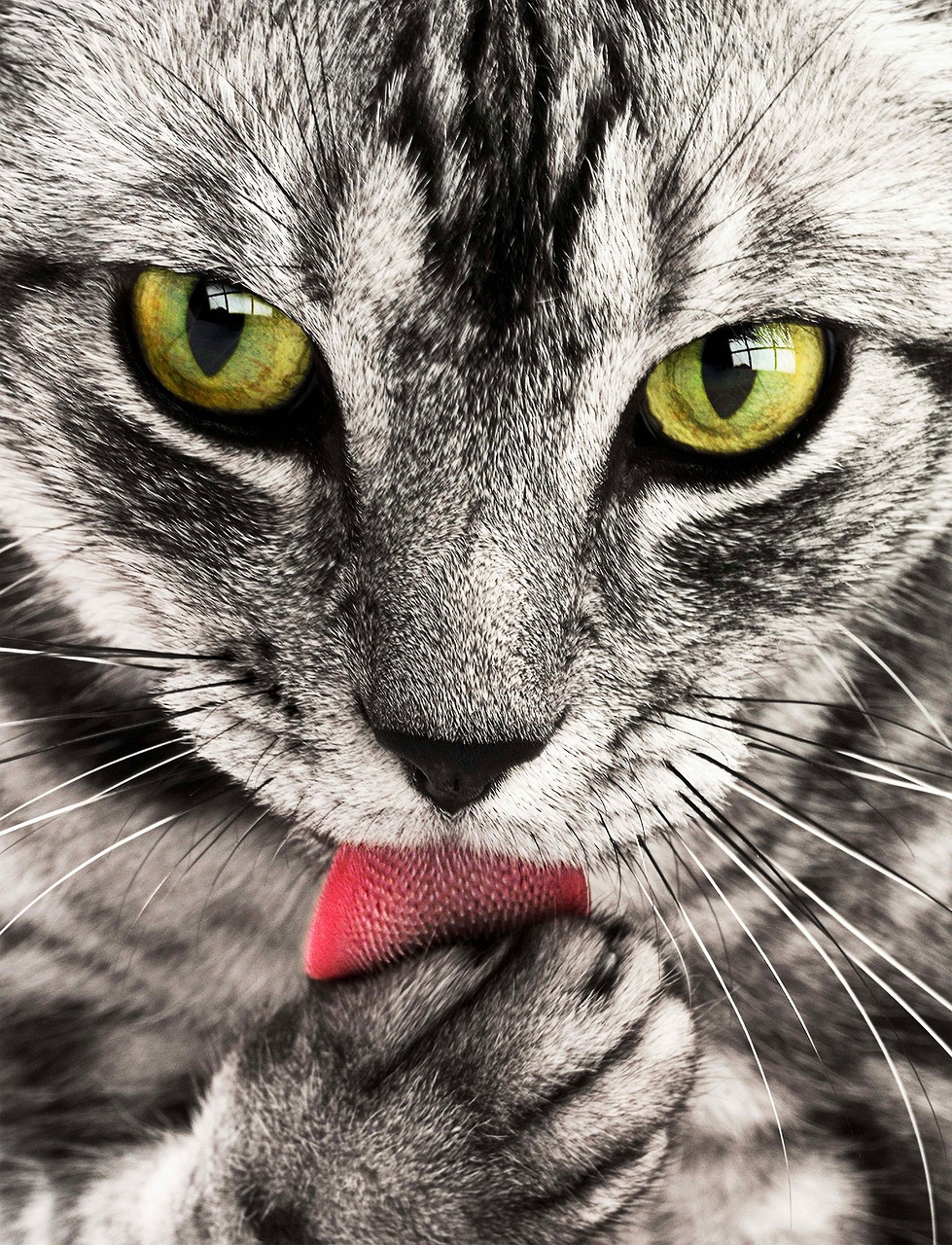 Best Cat Breeds Best Cat Breeds