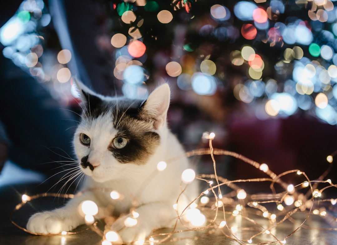 Brown Kittens: Understanding Their Traits and Care Needs