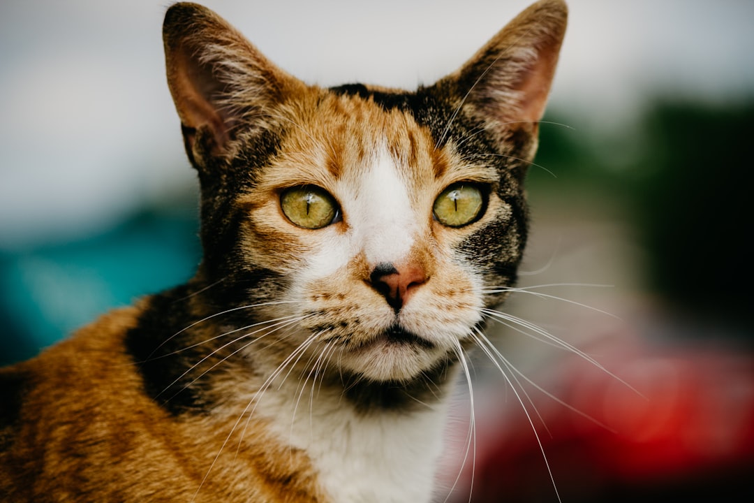 can cats have coconut can cats have coconut
