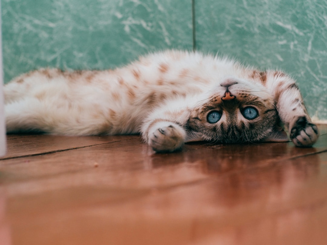 Can Kittens Have Catnip? Safety and Usage Tips for Young Cats