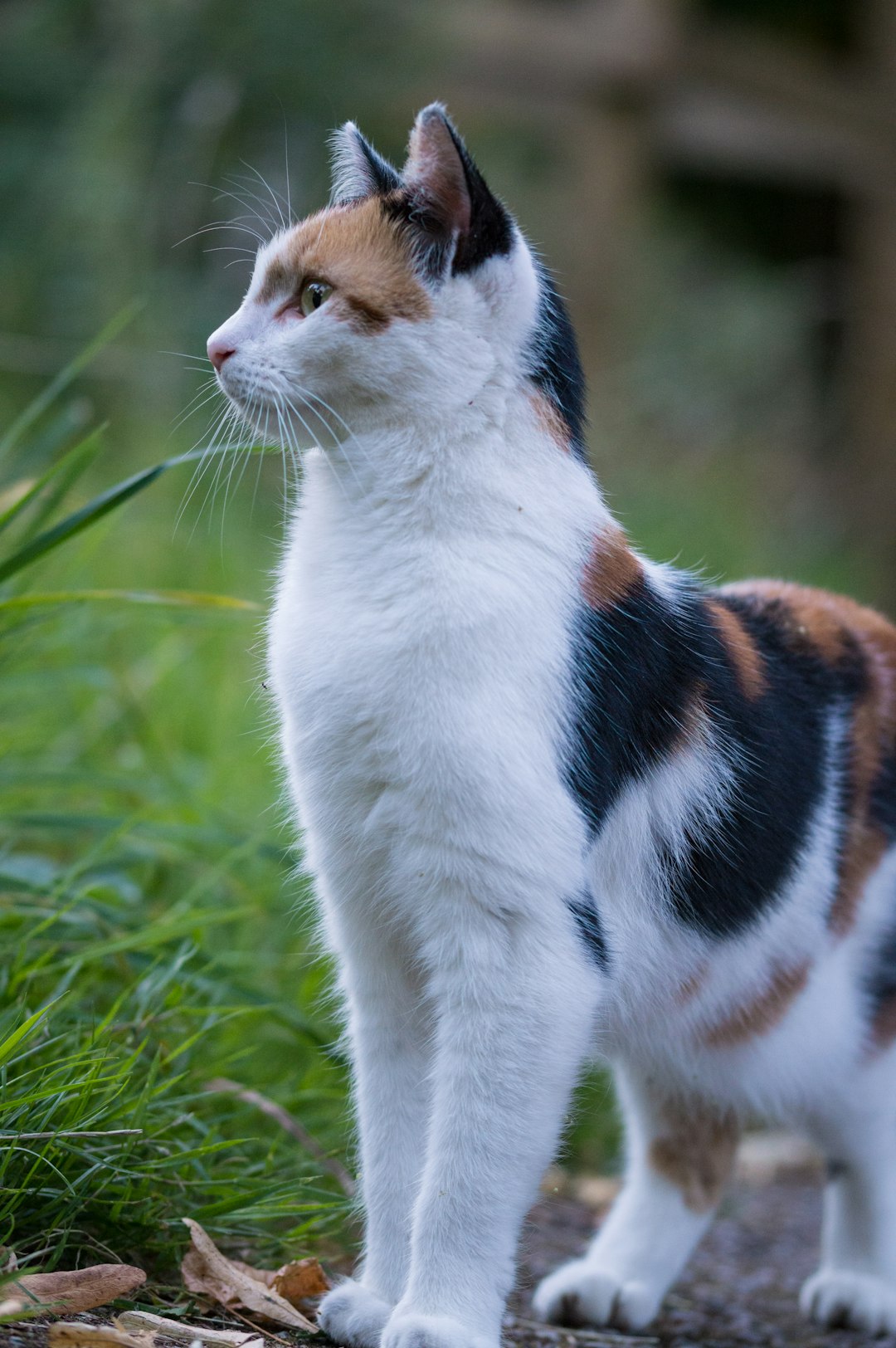 Caring for a Coughing Cat: Signs to Watch and Remedies