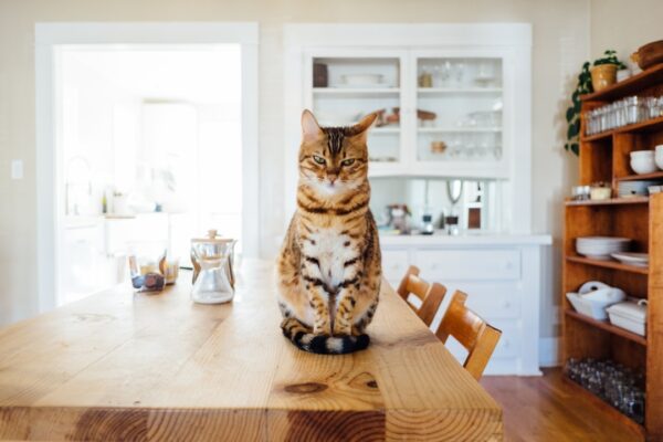 Cat Coughing: Top Reasons and When to Be Concerned