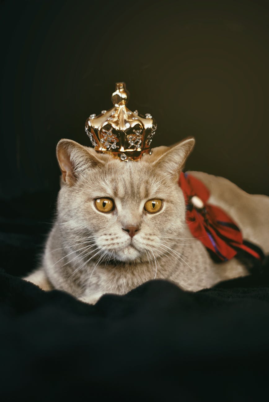 cat dandruff cat dandruff