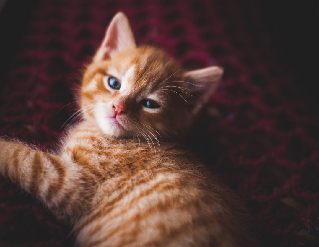 cat litter pellets cat litter pellets