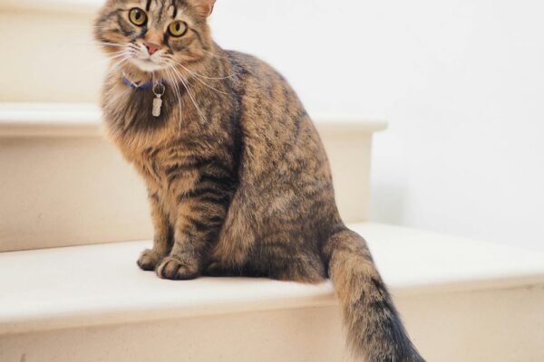 Kedi Kusma İşareti: Sağlık Alarmlarını Tanıma ve Ele Alma İçin Temel İpuçları Cat Vomit Sign: Essential Tips for Recognizing and Addressing Health Alarms