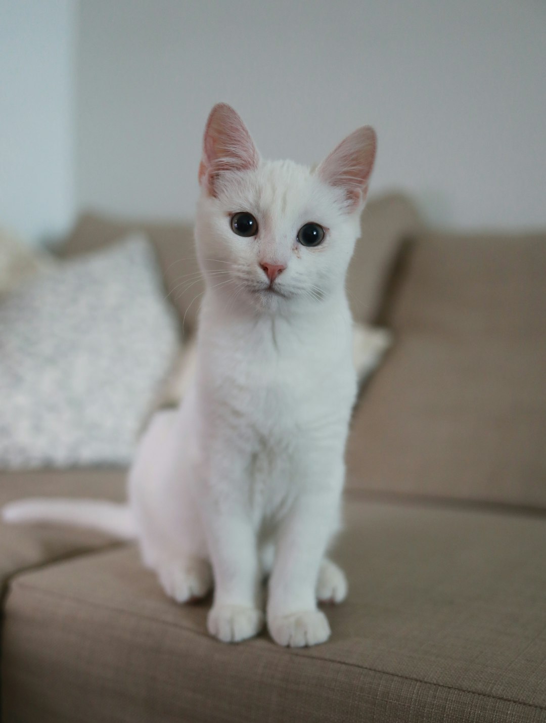 CBD for Cats: Benefits, Dosage, and Safety Concerns