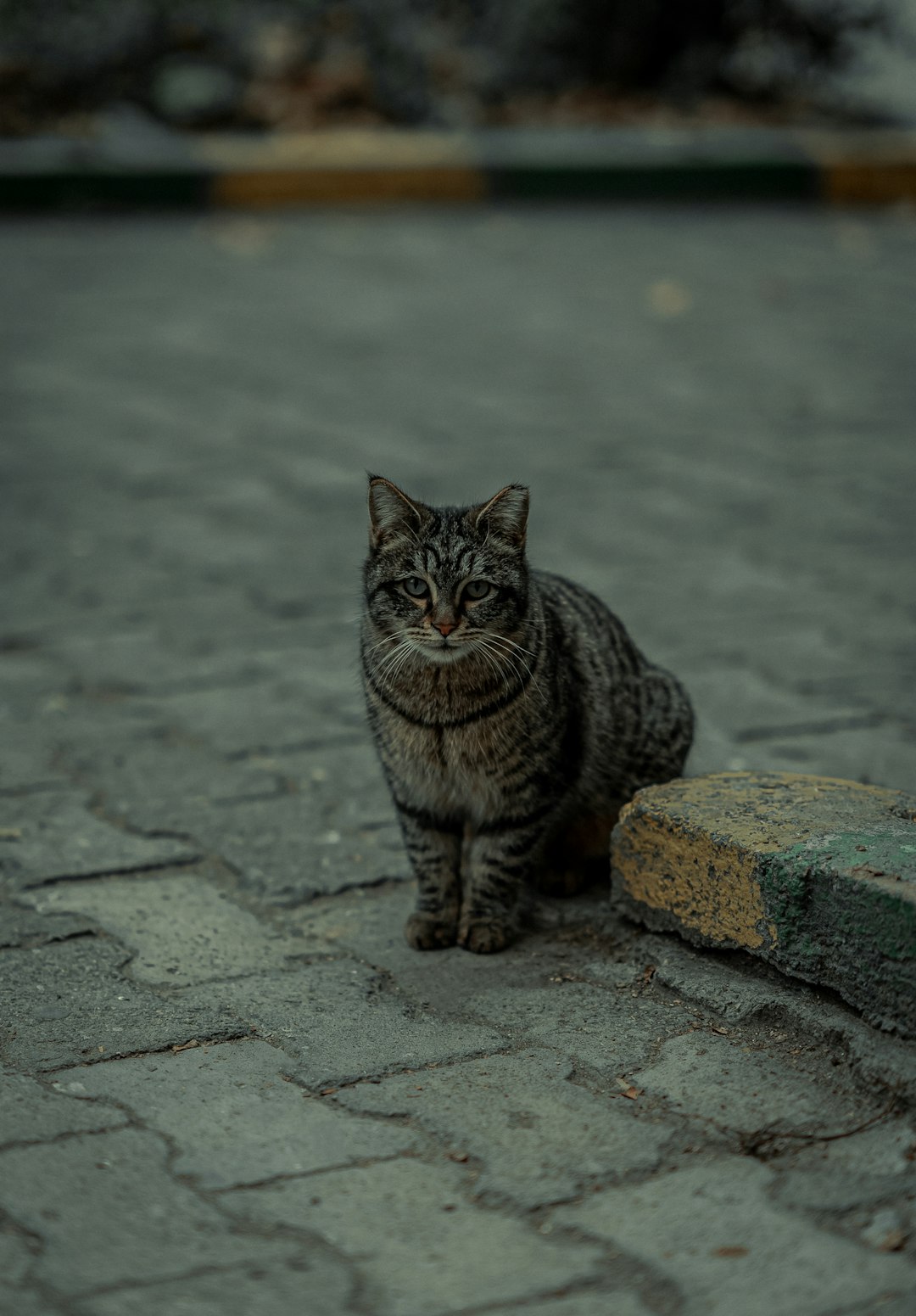 Chewy for Cats: The Ultimate Online Shopping Experience