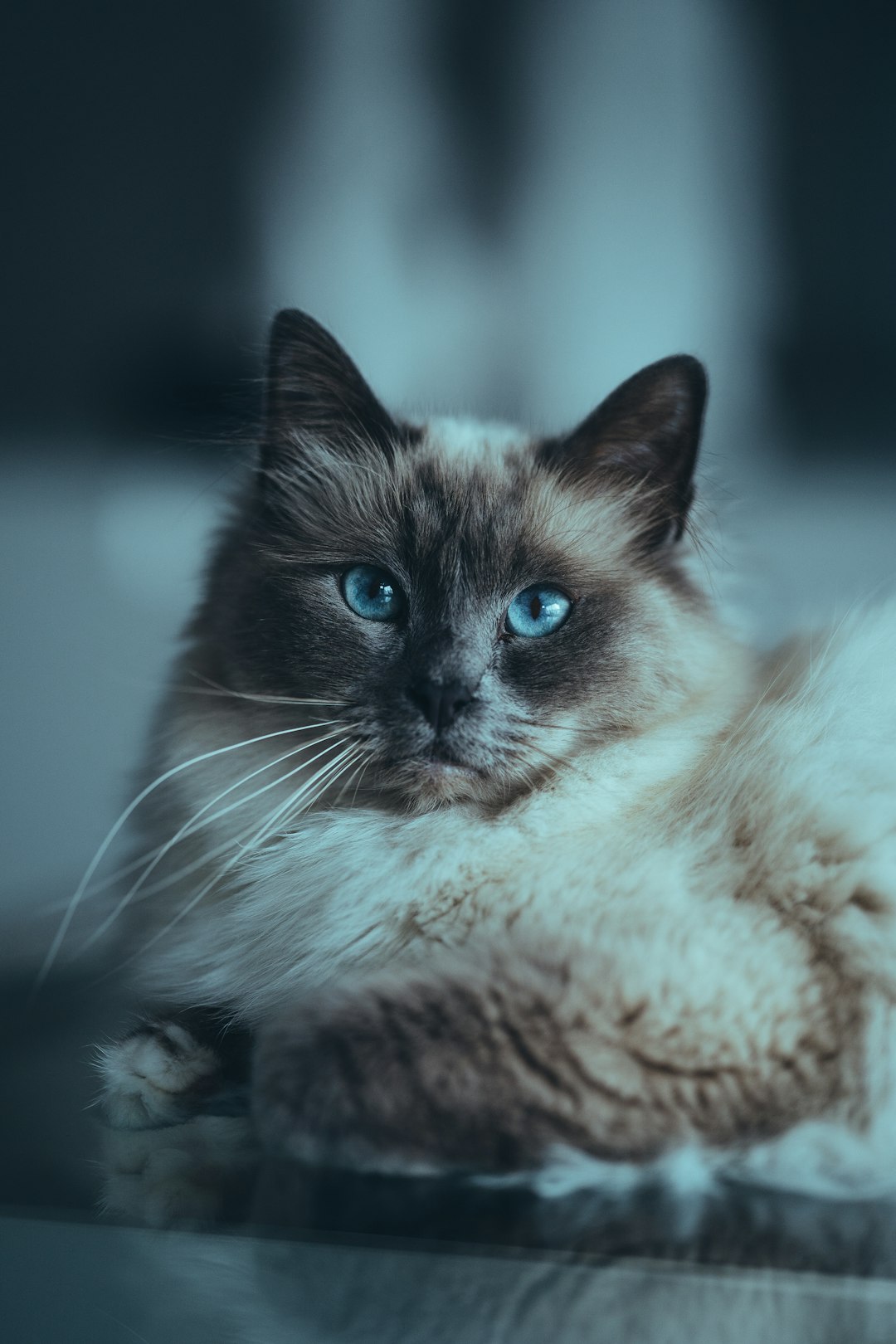 Cute Kitty Names: Perfect Options for Your Sweet Bundle of Joy