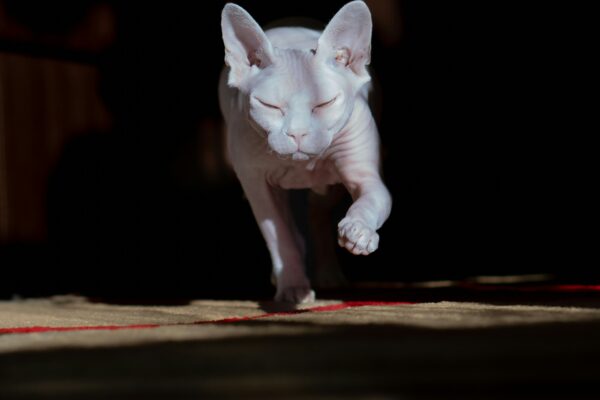 Devon Rex Cat: Unravel the Mysteries of This Playful, Alien-Like Feline Companion devon rex cat