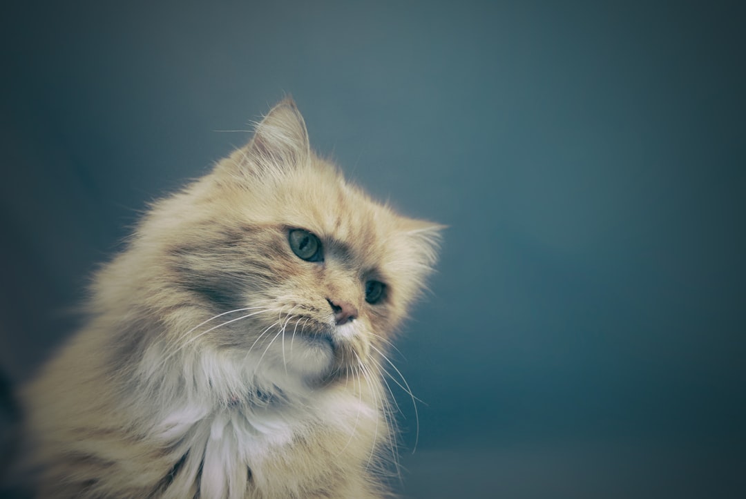 Exploring Exotic Cats: Unique Breeds for the Avid Cat Lover