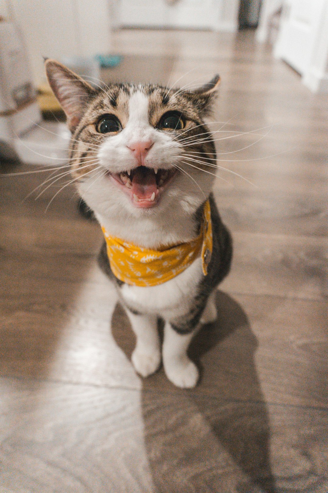 Exploring Maine Coon Kittens Near Me: Where to Find Your New Feline Friend