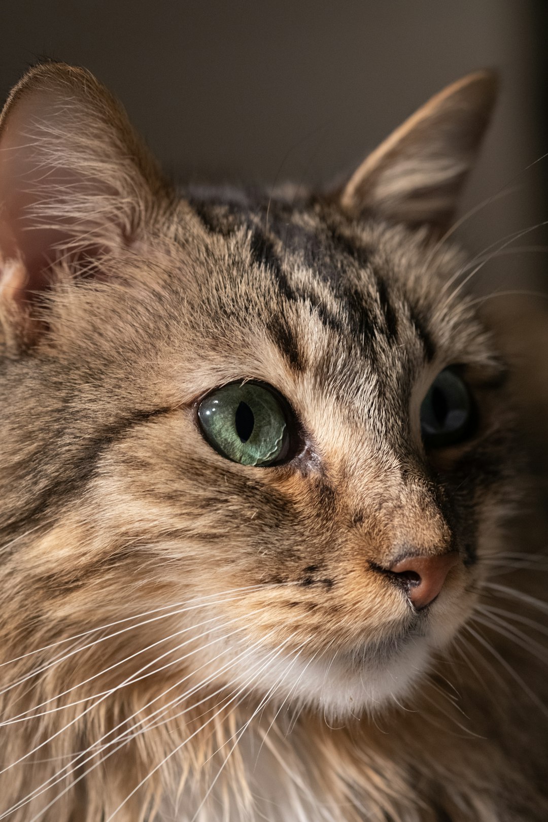 Fancy Feast Kitten Wet Food: Why Kittens Love This Gourmet Option