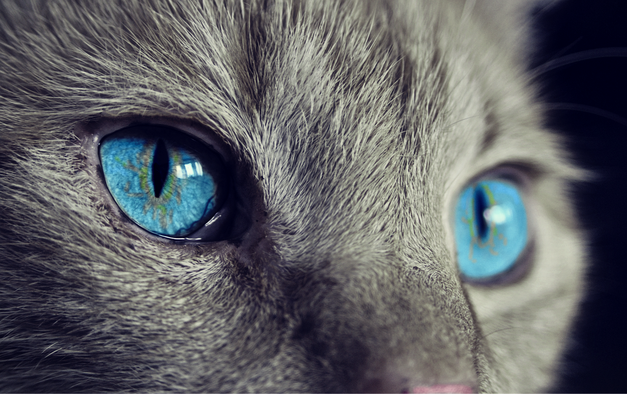 Feral Cat Shelter: Ways to Protect and Shelter Street Cats