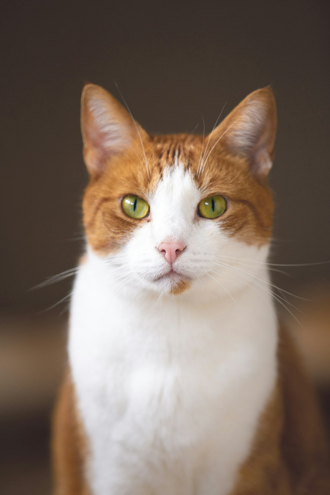 Finding Maine Coon Kittens Near Me: Your Guide to This Beloved Breed