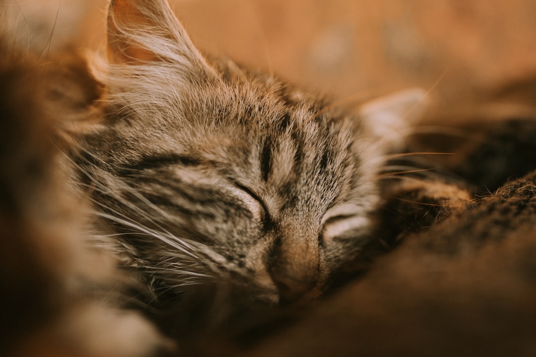 Cat Shampoo Cat Shampoo