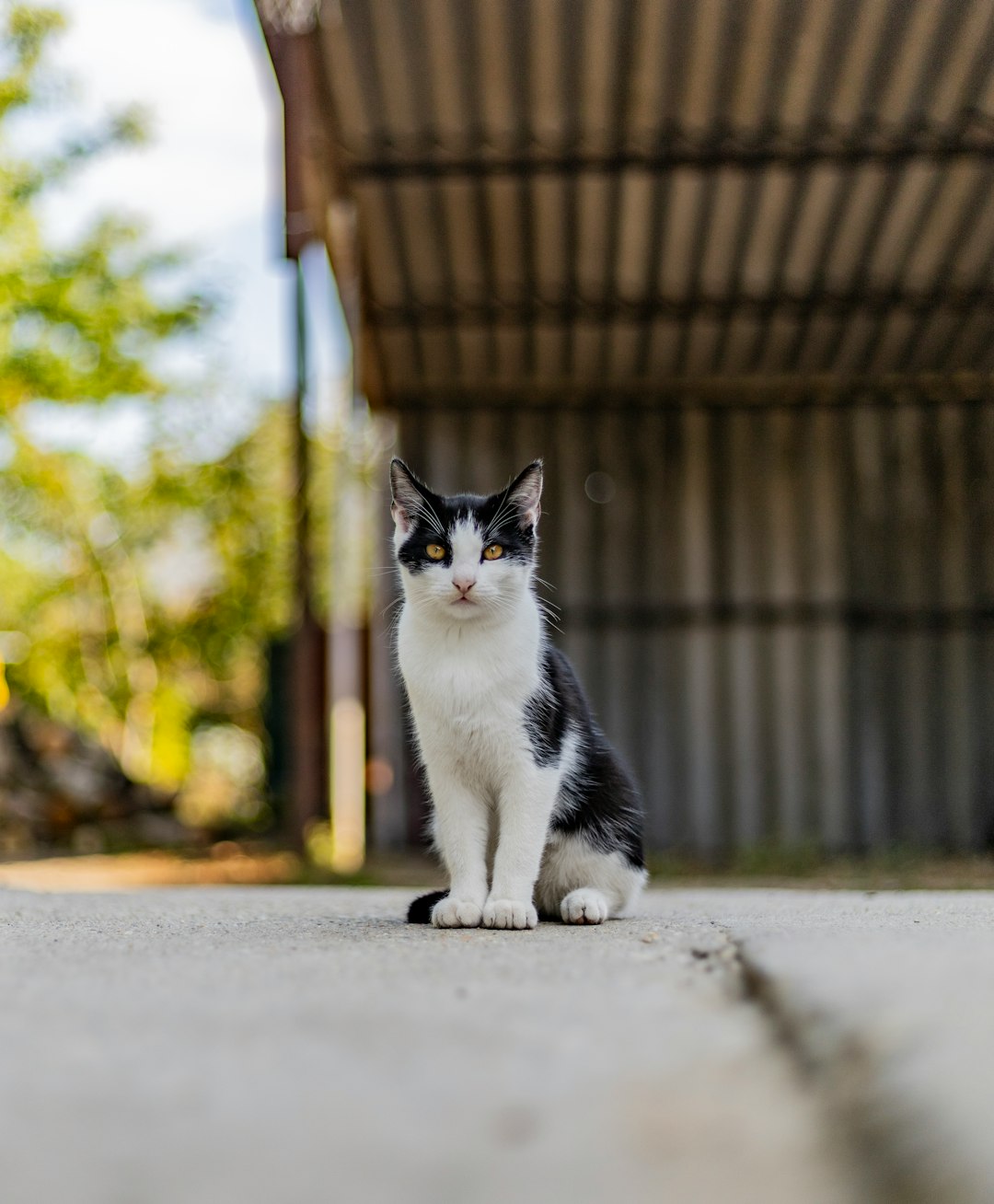 Friskies Dry Cat Food: A Comprehensive Review and Recommendations