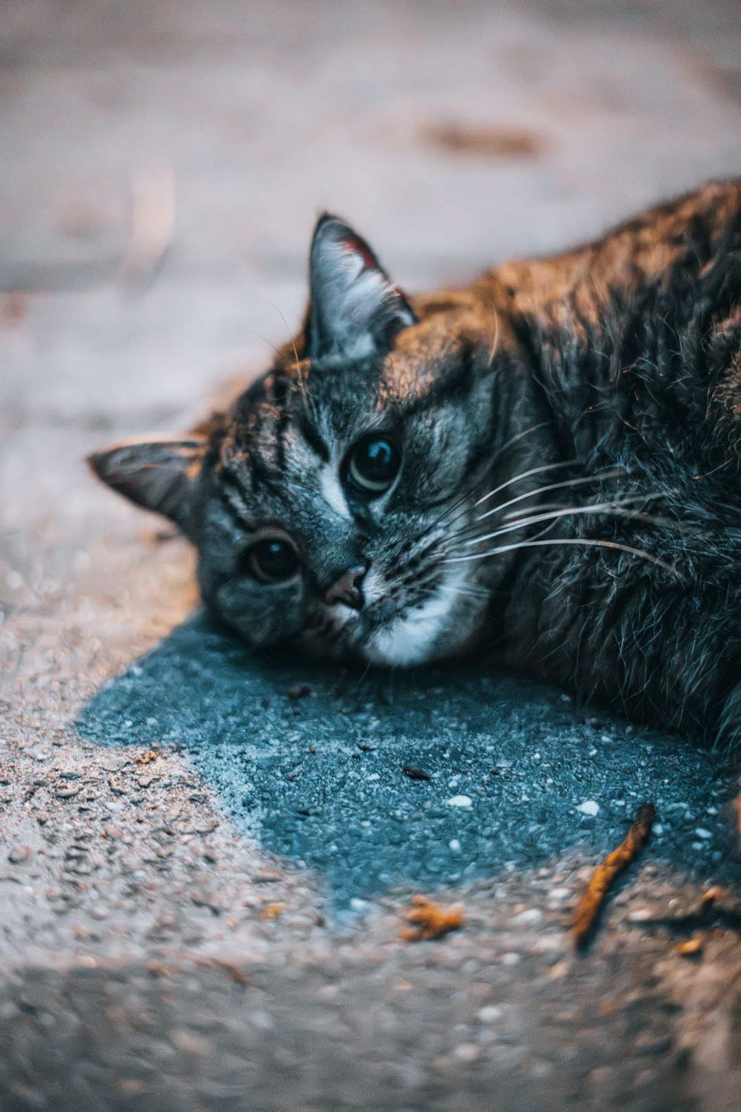 Grain-Free Cat Food: Is It the Right Choice for Your Feline?