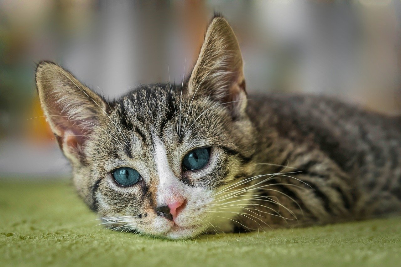 how long is a cat in heat how long is a cat in heat