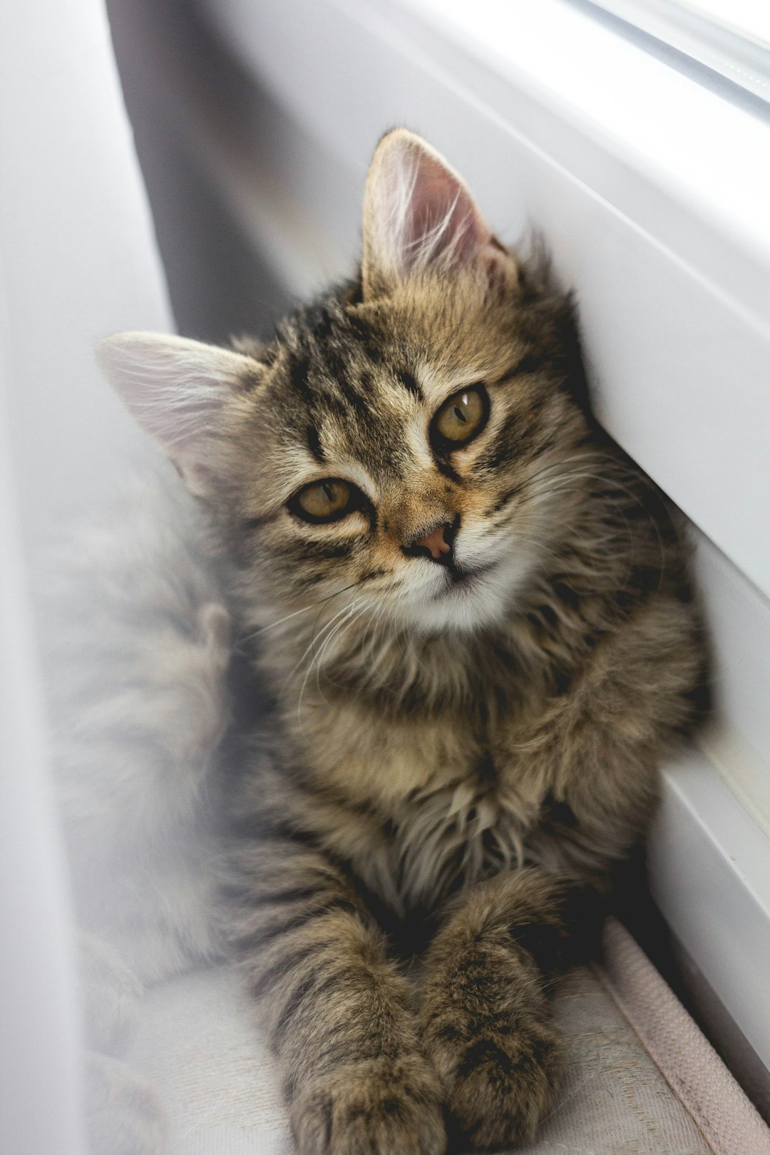 Is Lavender Safe for Cats? Essential Oils Explained