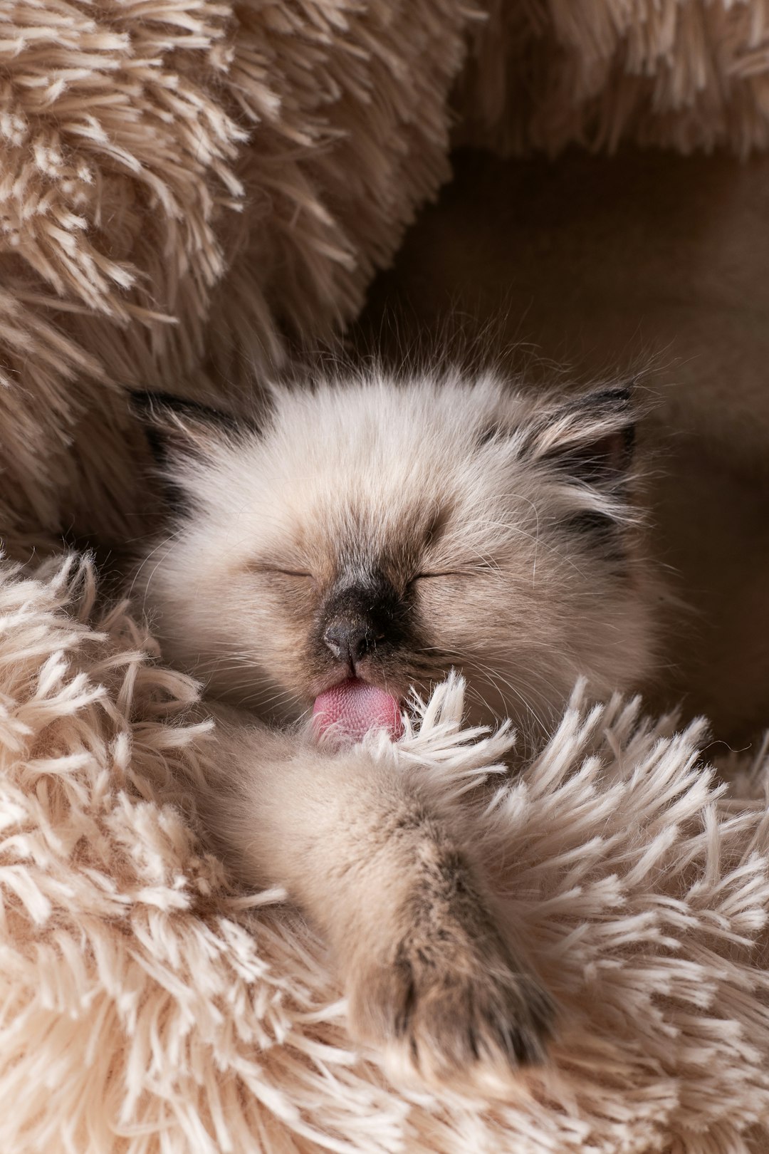 Maine Coon Kittens Near Me: Tips for Finding Your New Best Friend