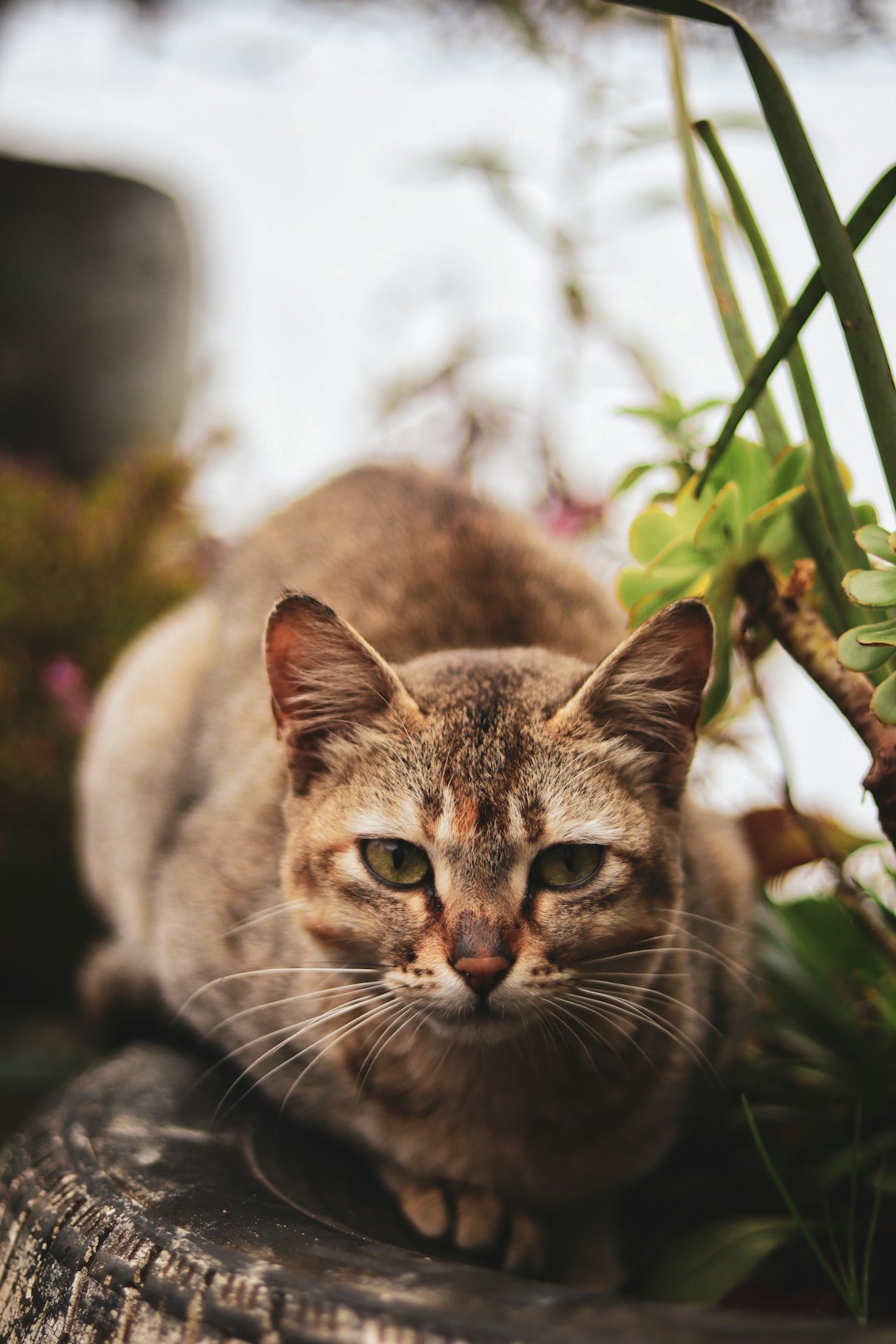 Maine Coon Weight: What to Expect for This Large Breed