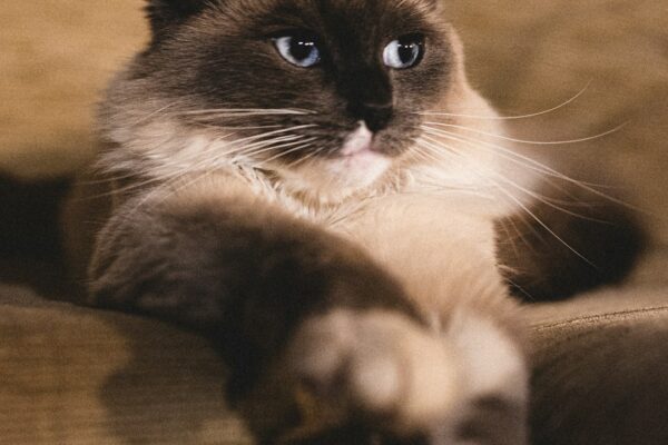 Maneki Neko Cat: What It Means and Name Ideas Inspired by It Maneki Neko Cat: What It Means and Name Ideas Inspired by It