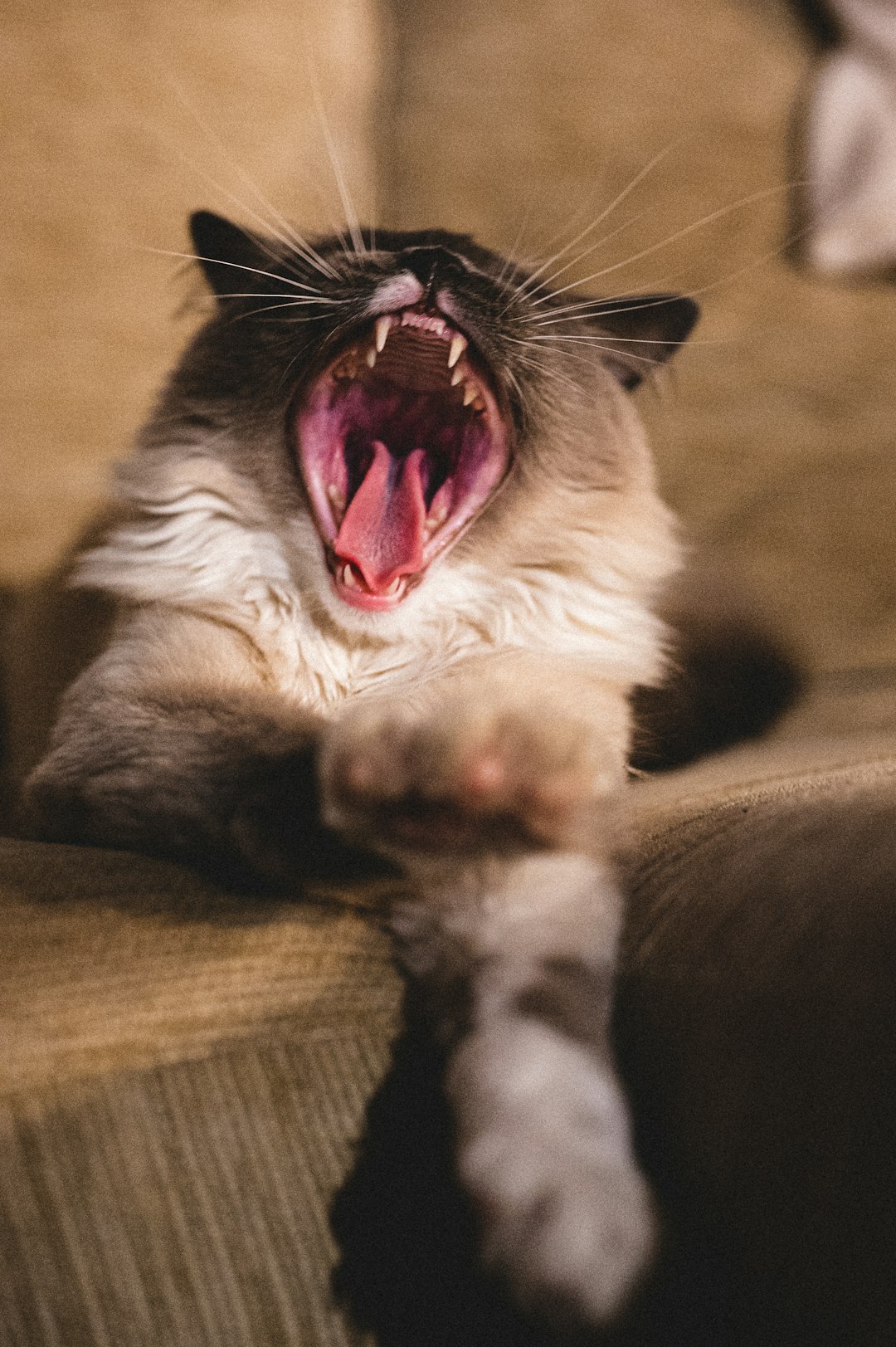 More Funny Cat Names: Keep Your Friends Amused with These Choices
